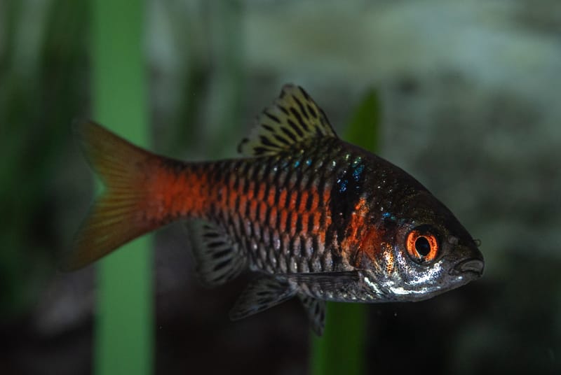 Odessa Barb