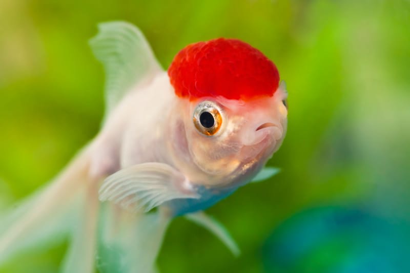 Oranda Goldfish