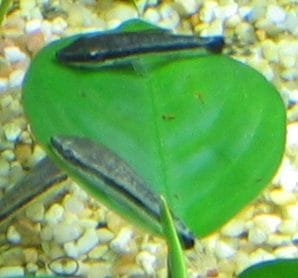 Otocinclus Catfish