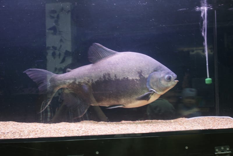 Pacu
