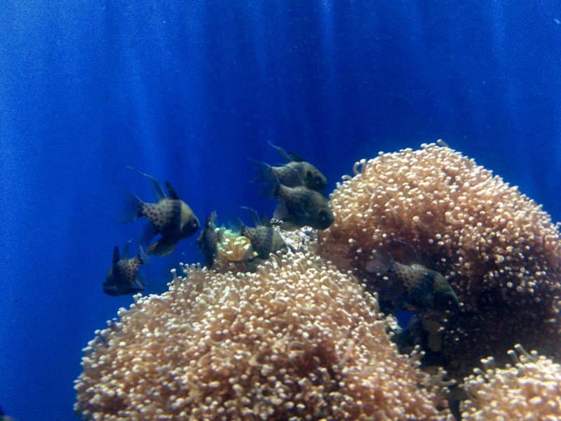 Pajama Cardinalfish