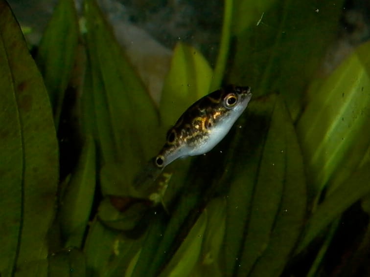 Pea Puffer