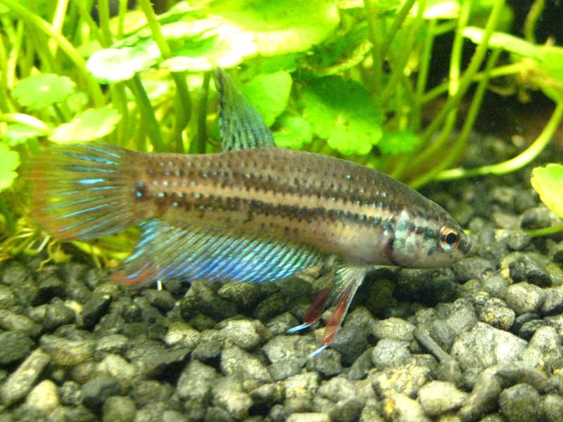Peaceful Betta