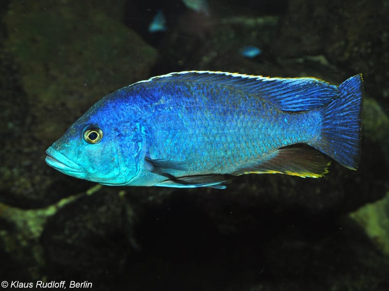 Peacock Cichlid