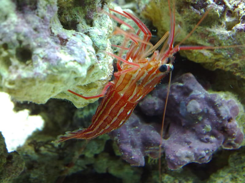 Peppermint Shrimp