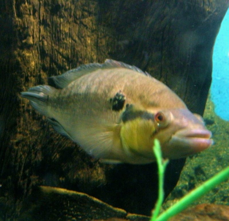 Pike Cichlid
