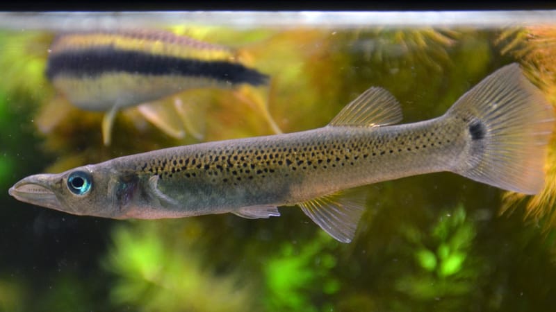 Pike Killifish