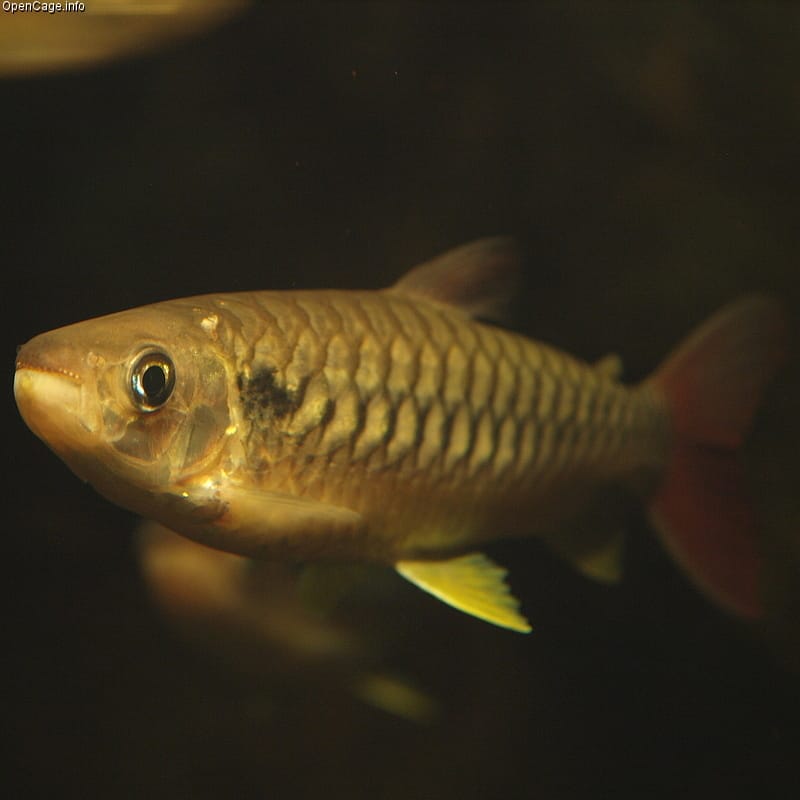Pink-Tailed Chalceus