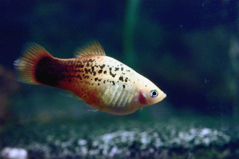 Platy