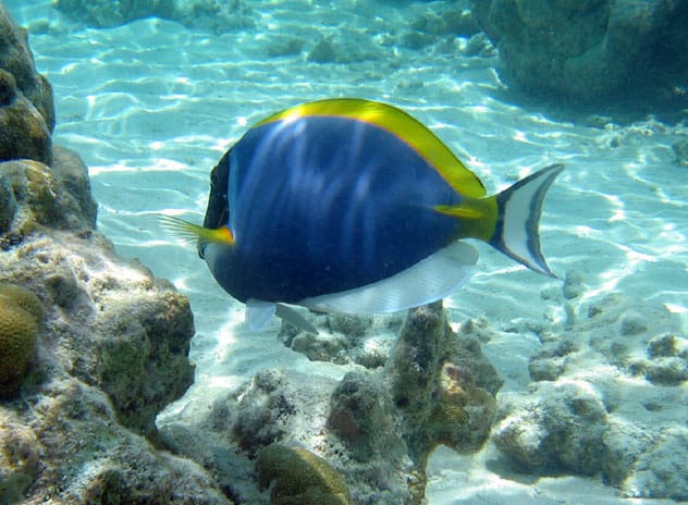 Powder Blue Tang