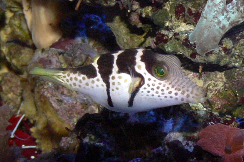 Valentini Puffer