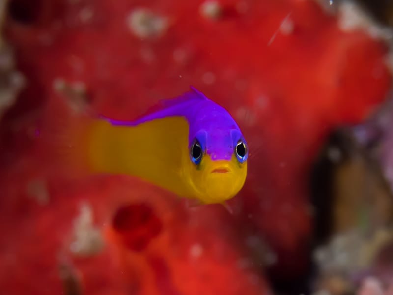 Purple Dottyback