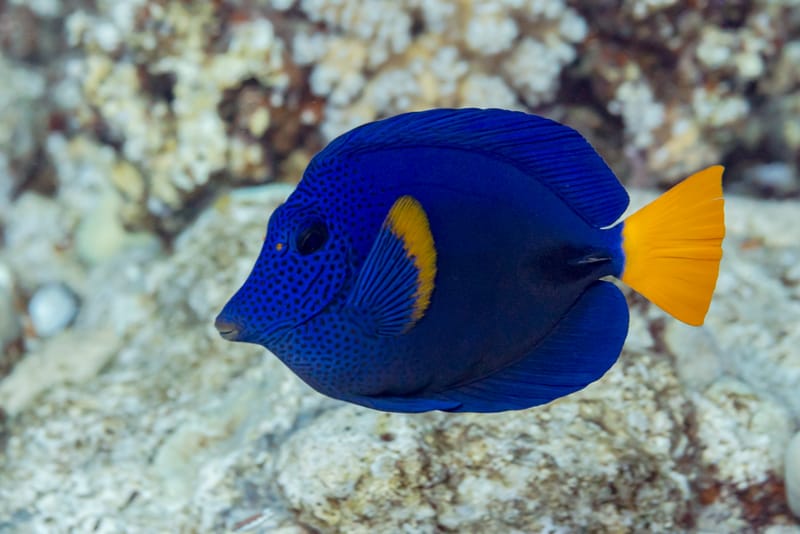 Purple Tang
