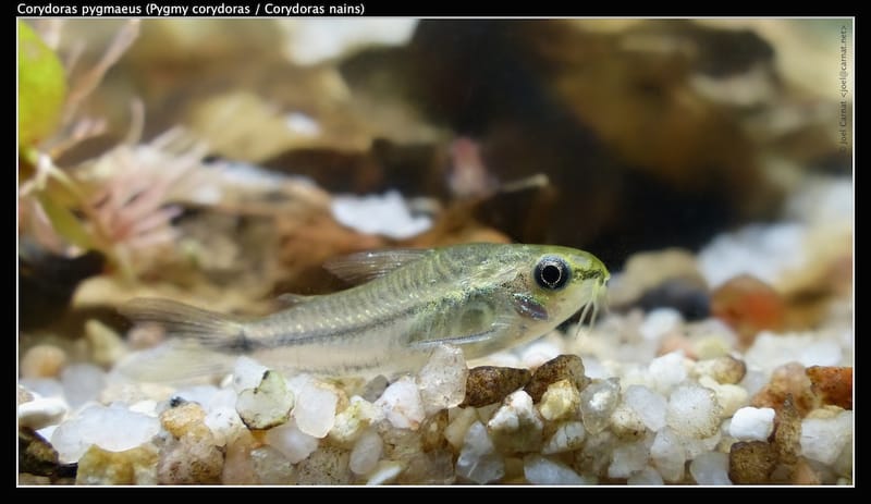Pygmy Corydoras