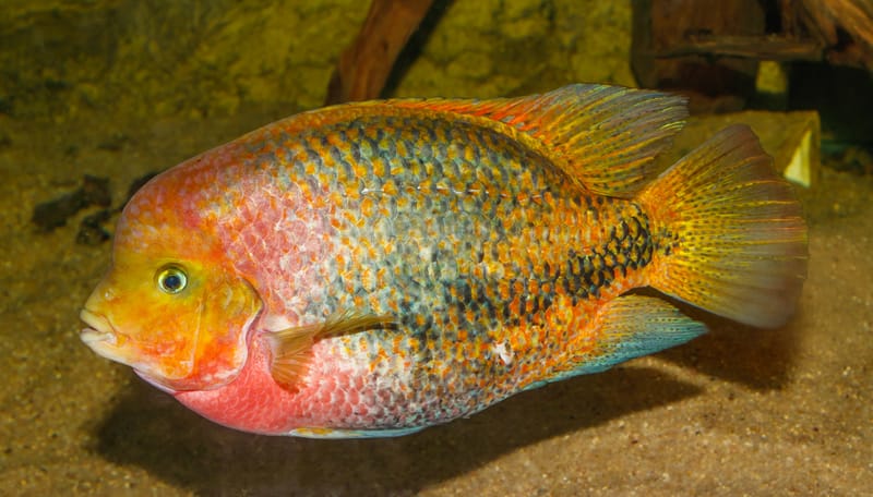 Quetzal Cichlid
