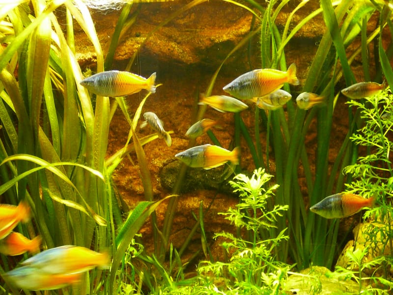 Boeseman's Rainbowfish