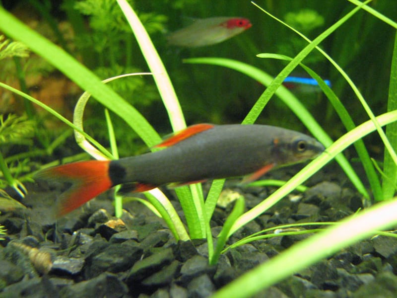 Rainbow Shark