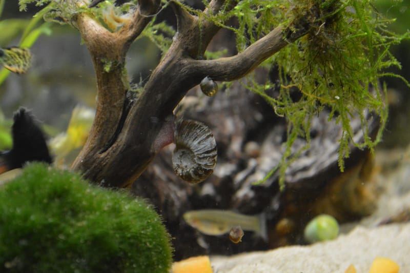 Ramshorn Snail
