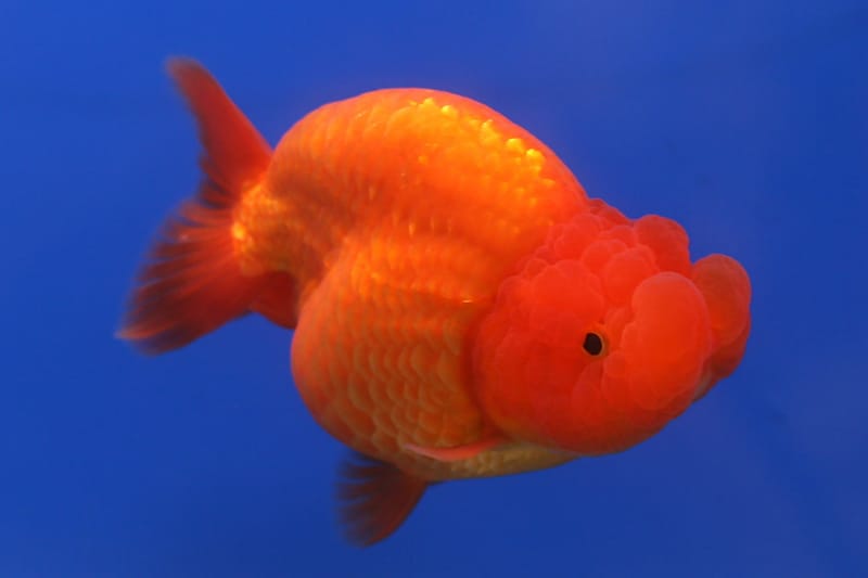 Ranchu Goldfish