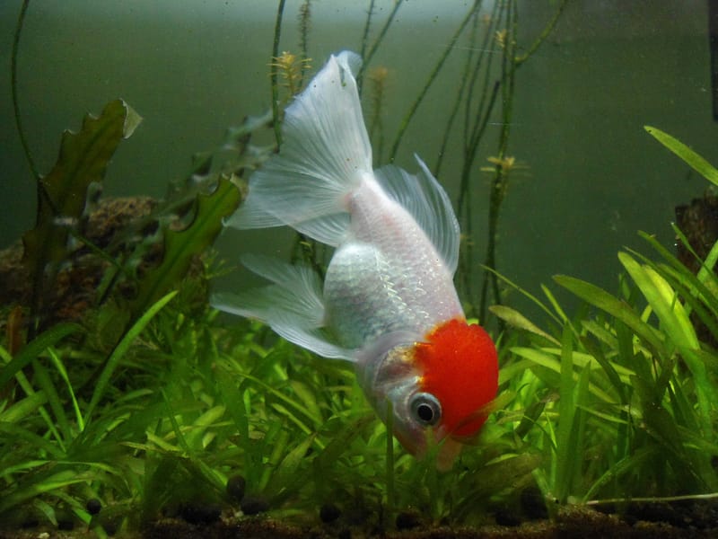 Red Cap Oranda
