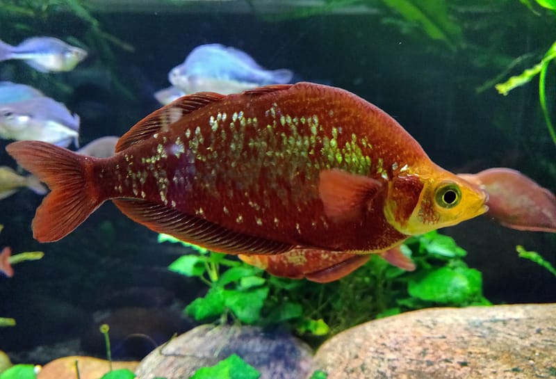 Red Rainbowfish