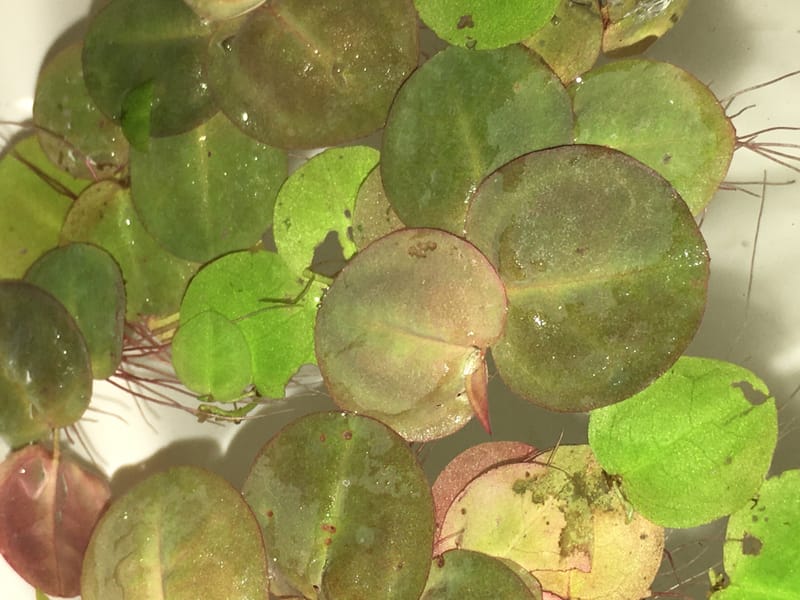 Red Root Floater