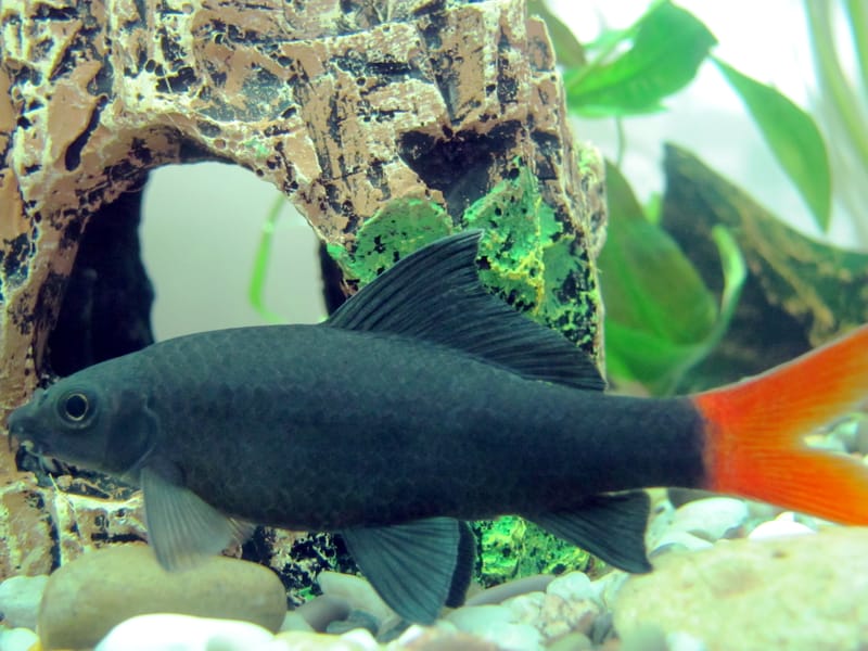 Red Tail Black Shark