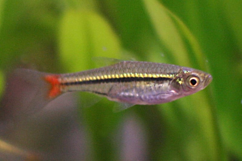 Red-Tailed Rasbora