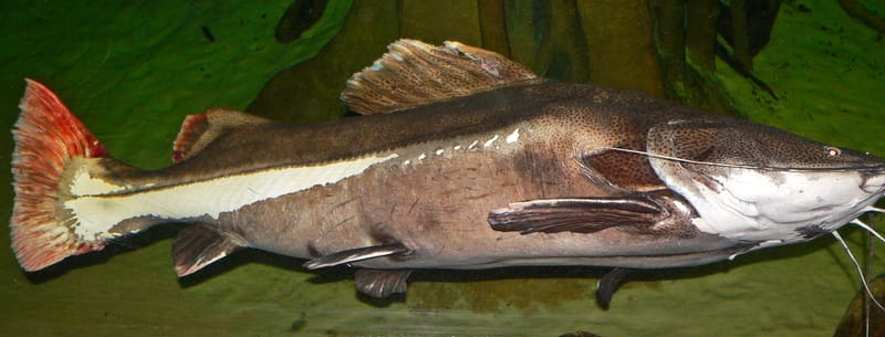 Redtail Catfish