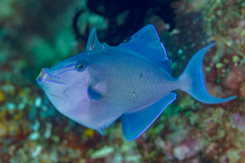 Redtoothed Triggerfish