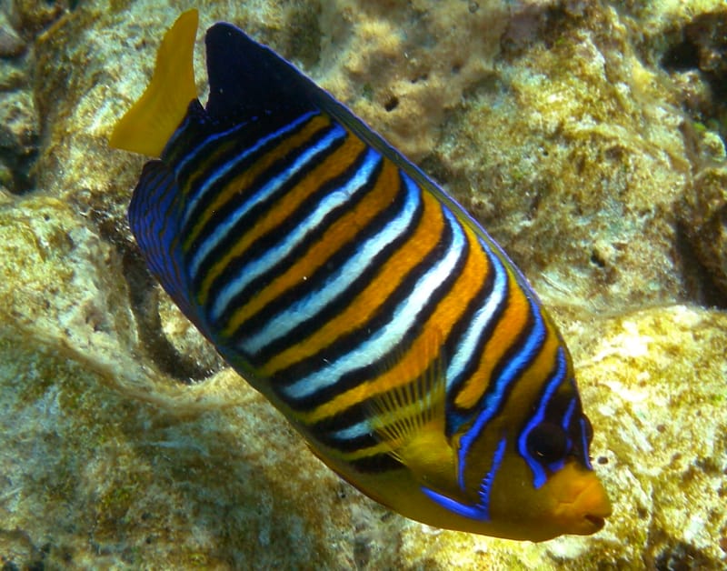 Regal Angelfish