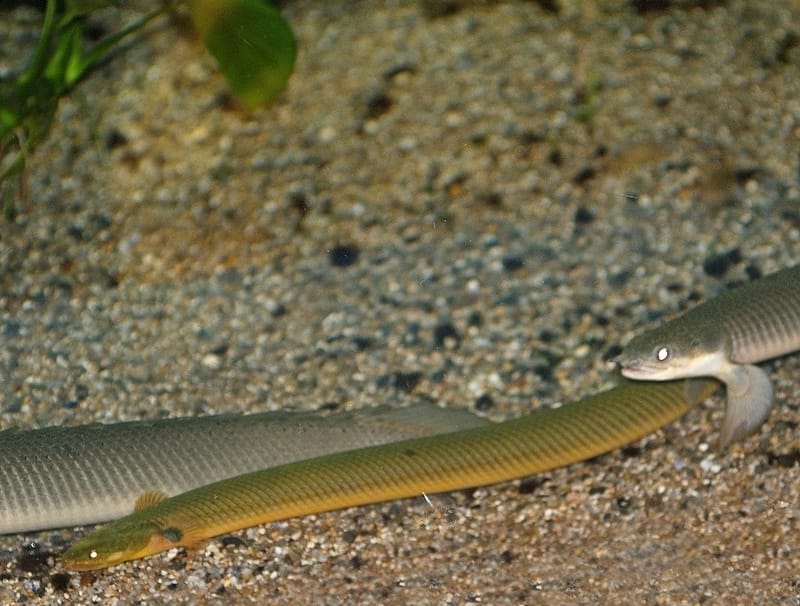 Rope Fish