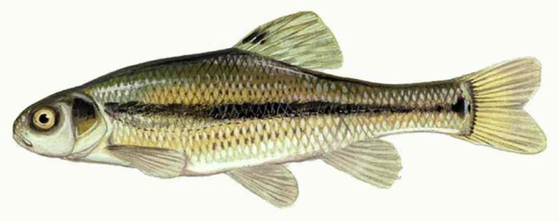 Rosy Red Minnow