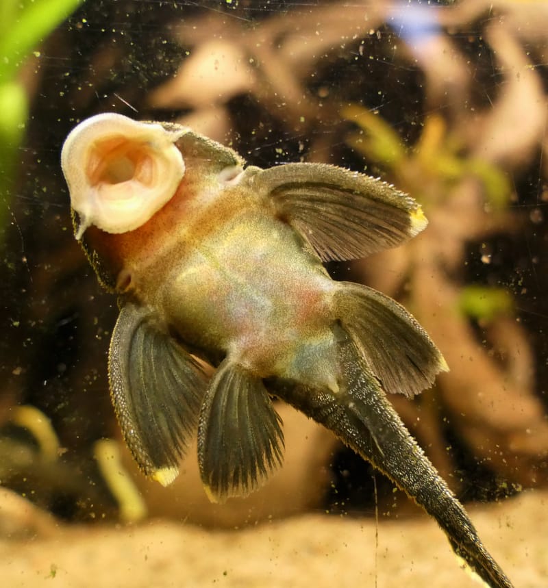 Rubber Lip Pleco