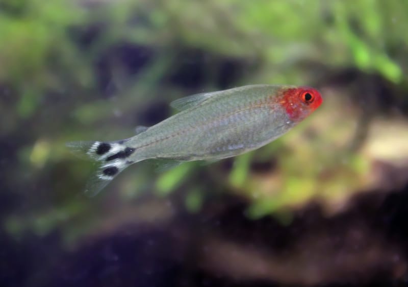 Rummy Nose Tetra