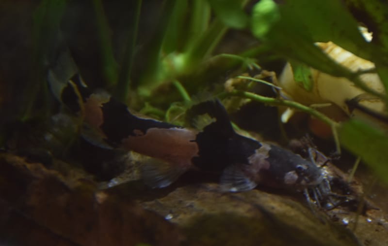 South American Bumblebee Catfish