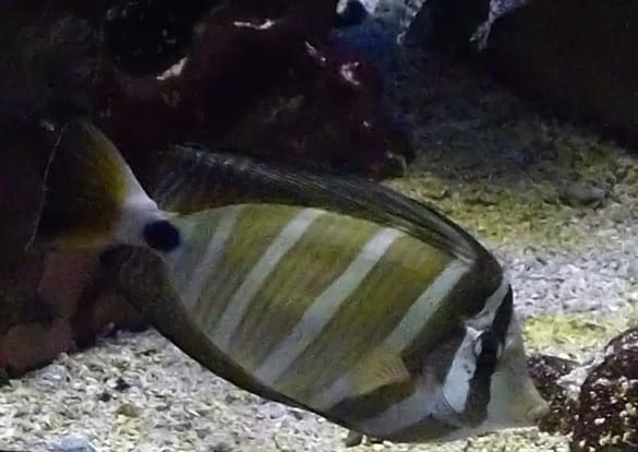 Sailfin Tang