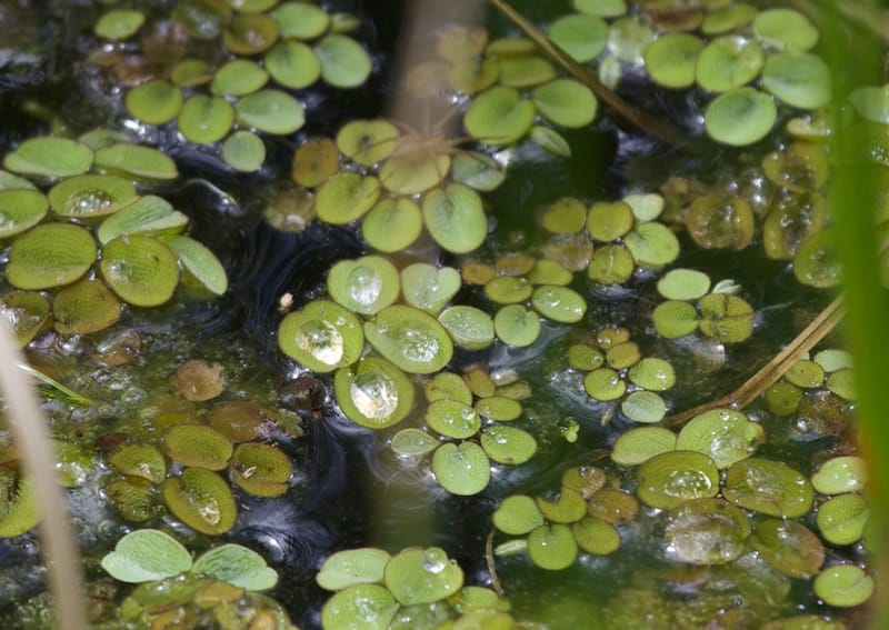 Salvinia