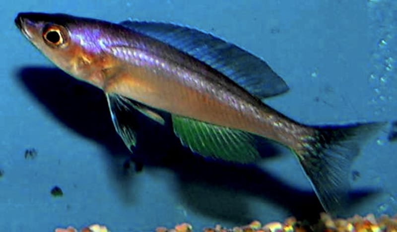 Sardine Cichlid