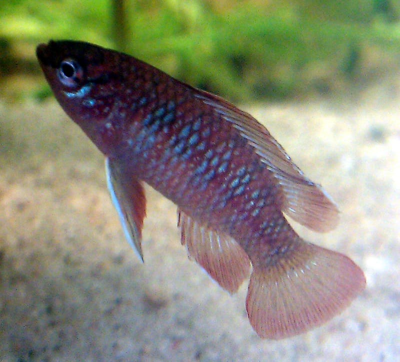 Scarlet Badis
