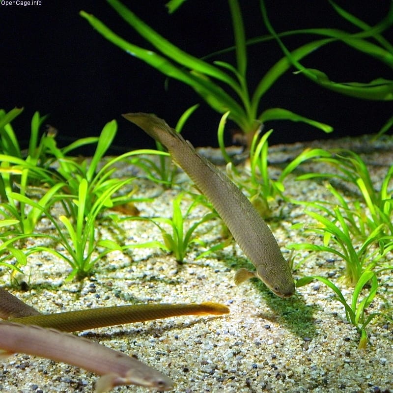 Senegal Bichir
