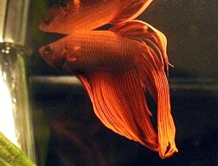 Betta