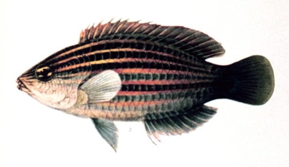 Six Line Wrasse