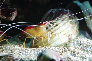 Skunk Cleaner Shrimp