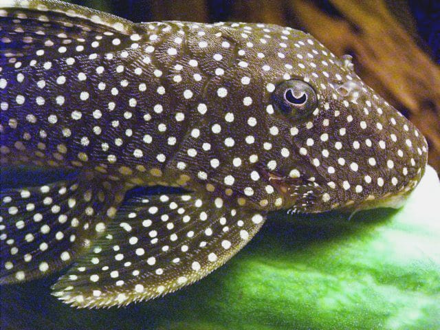 Snowball Pleco