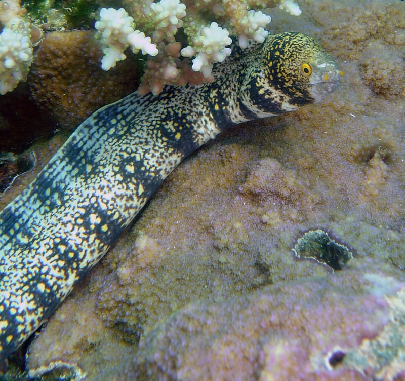 Snowflake Eel