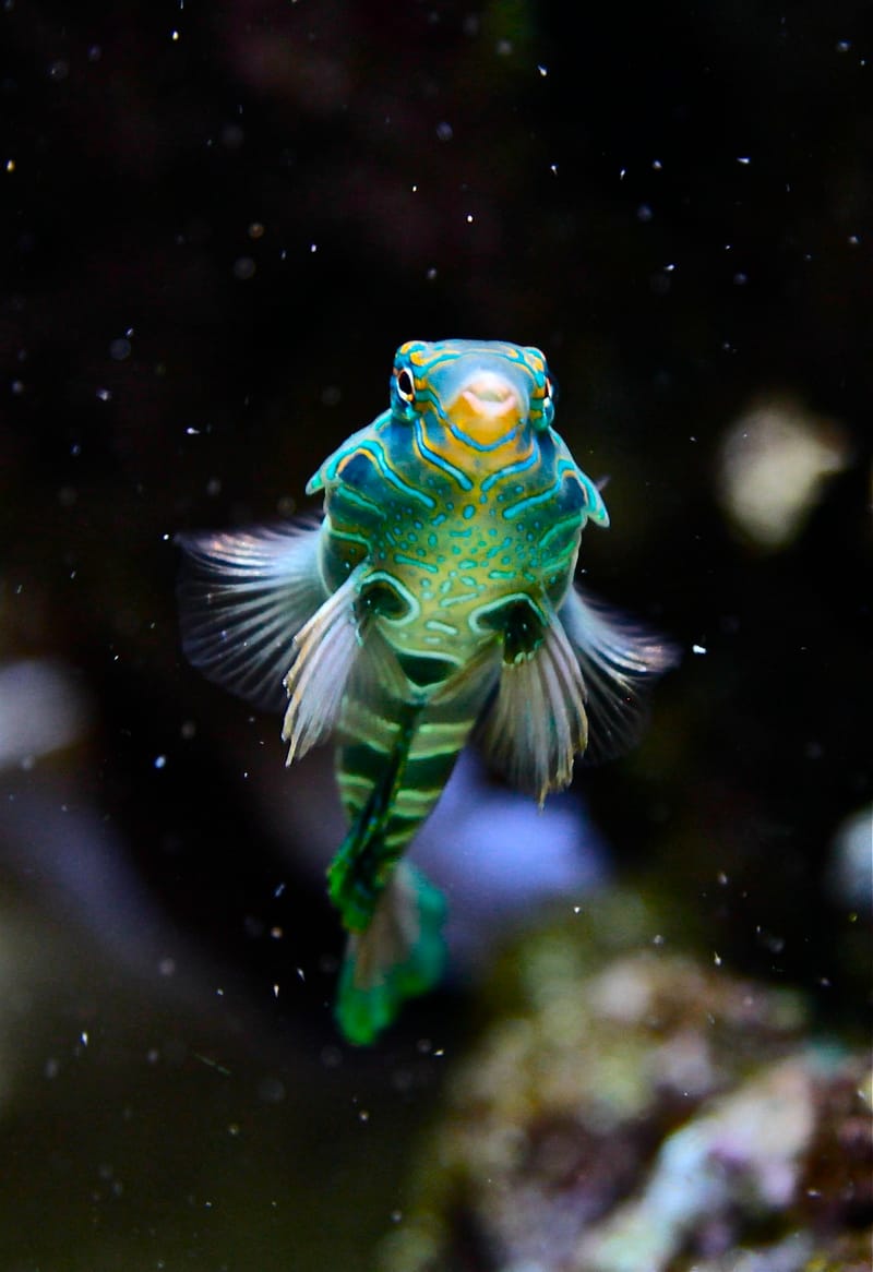 Spotted Mandarin