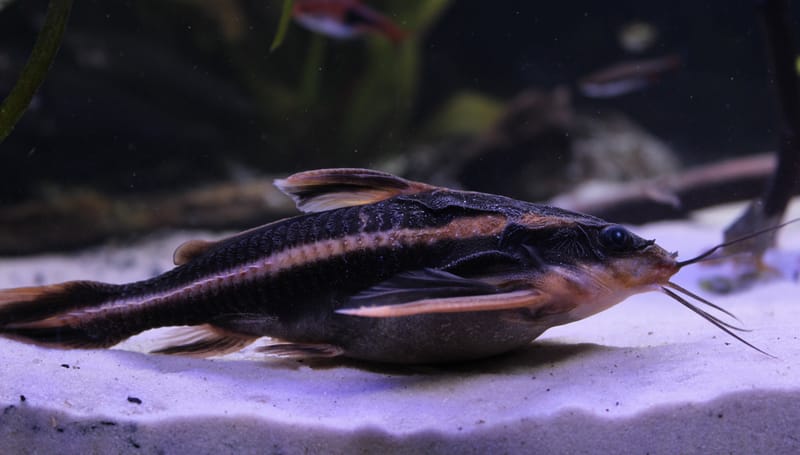 Striped Raphael Catfish