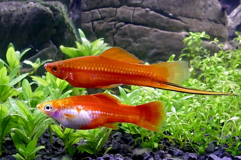 Swordtail
