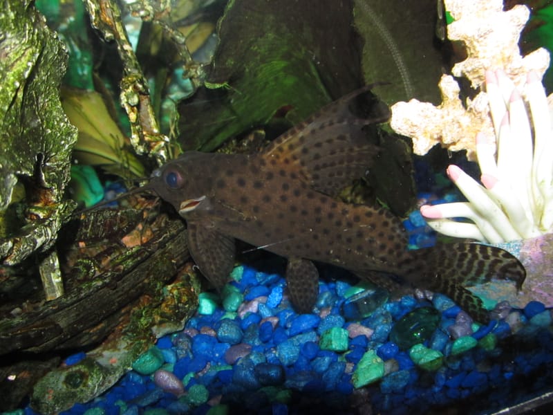 Featherfin Squeaker